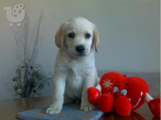 PoulaTo: Kαλή τιμή!!!.Πουλάω όμορφα κουτάβια ράτσα LABRADOR RETRIEVER- Λαμπραντορ Ριτριβερ – 250 euro